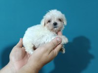 Maltese dişi erkek