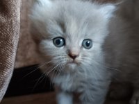 British longhair uygun puanlı