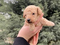 Toy poodle yavru köpekler