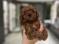 0 Teacup Kore özel Poodle yavru