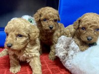 MİNYATÜR POODLE MİNYONLAR