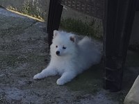 7 ekim doğumlu pomerian spitzi yavrular