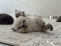 British shorthair yavrular