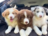 Her renk border collie yavru