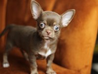 Egzotic Teacup Chihuahua