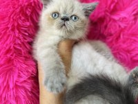 Exotic Shorthair Bluepoint