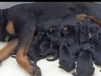Üst kalite çok kaliteli rottweiler yavrular şecereli