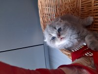Safkan Scottish Fold Yavrular Sahiplendirilecek