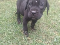 Sağlam ırk garantili mavi/siyah Cane Corso yavruları