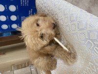 Maltipo köpeğim 3 aylık yavru