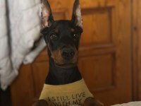 Üst Kalite Doberman Bebekler