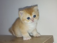 Golden British Shorthair Bebeklerimiz