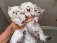 Scottish Fold