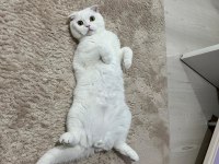 Kısırlaştırılmış erkek scottish fold