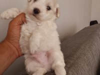 Maltese terrier yavrular ırk sağlık garantili
