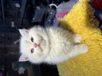 Top Kafa Kısa Kulak Safkan British Shorthair
