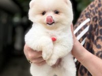 DİŞİ POMERANİAN BOO