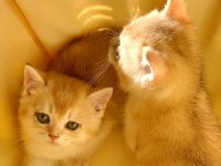 British Shorthair Golden Ny 12 Yavrular
