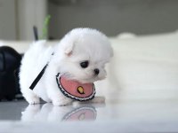Kore maltese köpeklerimiz gelmiştir