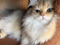British Longhair Kediler