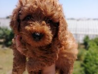 Ankranın en seçkin toy poodle yavruları ziyarete açık