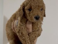Erkek toy poodle yavru