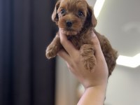 Güzeller güzelim poodle Lucy