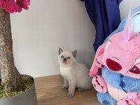 BLUE POİNT DİŞİ YAVRU KEDİM