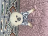 Dişi pomeranian 2 yaşında