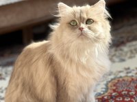 Yetişkin Dişi CY11 British Longhair