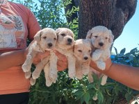 Maltipoo bebek köpekler