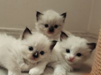 Şecereli anneden ve babadan ragdoll