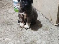 Karakırçıl Yavru Köpekler