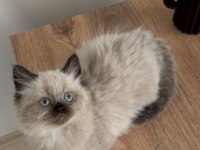 British shorthair yavrumuz