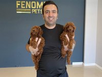 toy poodle kediler ankara içi kapınıza teslim edilir