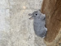 Cüce Tavşan Burdur