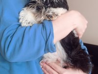 A kalite şecereli shih tzu yavruları