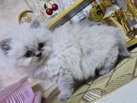 Safkan mavi göz british longhair