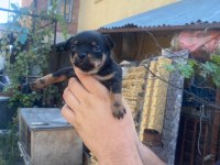 Teslime pinscher yavrular