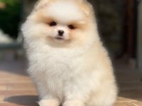 Sevgiyle büyütülen pomeranian boo