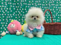 Pomeranian yavrular