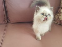 Egzotik İran Kedisi Kızım