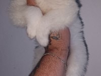 Samoyed yavrularımız ırk garantilidir