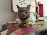 Nevşehir Merkez British Shorthair 2 Yaşında