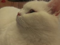 British longhair 3 yaşında