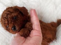 En küçük boy poodle erkek prensler