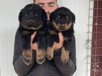 Üst Kalite Rottweiler Yavruları