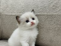 RAGDOLL YAVRU KEDİLER