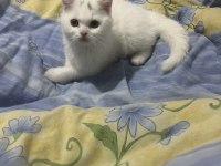 2.5 aylık erkek uygun british shorthair