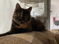 Sevecen British Kızımız Lucy